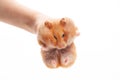 Funny syrian hamster pet in hand isolated on a white background Royalty Free Stock Photo