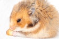 Funny Syrian red hamster eats a piece of bread Royalty Free Stock Photo