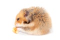 Funny Syrian red hamster eats a piece of bread Royalty Free Stock Photo