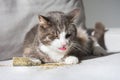 Funny tabby cat licking dried catnip, catwort or catmint