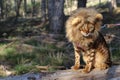 Funny tabby cat with lion style wig Royalty Free Stock Photo