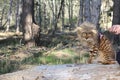 Funny tabby cat with lion style wig Royalty Free Stock Photo