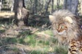 Funny tabby cat with lion style wig Royalty Free Stock Photo