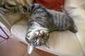 Funny tabby cat is lolling on an armchair and looks into the camera, wide angle view Royalty Free Stock Photo