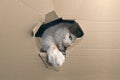 Funny tabby cat looking curious out of a hole in a cardboard box. Royalty Free Stock Photo