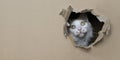 Funny tabby cat looking curious out of a hole in a cardboard box. Royalty Free Stock Photo