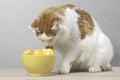 Funny tabby cat looking curious to easter eggs.