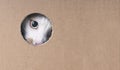 Tabby cat looking curious out of a hole in the cardboard box. Horizontal image with copy space. Royalty Free Stock Photo