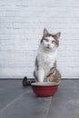 Funny tabby cat sit behind a red bowl and look curious to the camera . Royalty Free Stock Photo