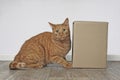 Funny tabby cat sitting beside a cardboard box and looking curiously to the camera. Royalty Free Stock Photo