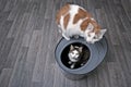 Funny tabby cat sitting in a top entry litter box beside a longhair cat and looking curious up to the camera. Royalty Free Stock Photo