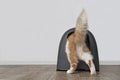 Funny tabby cat step inside a closed litter box. Royalty Free Stock Photo