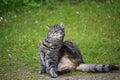 Funny tabby cat with thick fur is sitting in the garden in front of the lawn and scratches itself with the back paw behind the ear