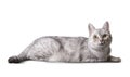 Funny tabby domestic cat on white background