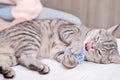funny tabby grey cat playing with ball of yarn and licking its face. playful cat indoors. animal friends.