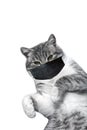 Funny tabby kitten cat wearing black medical facial mask isolated on white background. Copy space. Covid-19, pollution, virus and