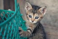 Funny tabby kitten playing with a basket