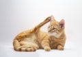 Funny tabby orange cat in a studio on white background Royalty Free Stock Photo