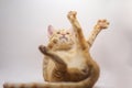 Funny tabby orange cat in a studio on white background Royalty Free Stock Photo