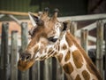 Funny tall giraffe eating some grass