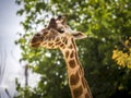 Funny tall giraffe eating some grass