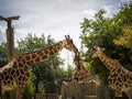 Funny tall giraffe eating some grass