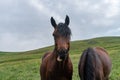 Funny tan horse close-up with mouth full of grass and a silly expression on its face Royalty Free Stock Photo