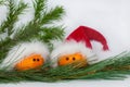 Funny tangerines about trees Royalty Free Stock Photo