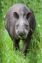 Funny tapir anface looking up at you