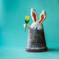 Funny teddy rabbit with tulip sitting in a broken flower pot.