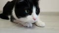 Funny teen cat watches the toy. The animal`s muzzle is close. The pupils dilate. Excited, attentive. Curious playful cat.