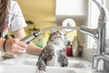Funny terrified expression of cat being given a bath in kitchen sink Royalty Free Stock Photo