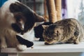 The funny thing is these two kittens, they share food on the floor. yellow cats and black white cats are friends.