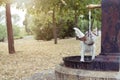 Funny and thirsty dog drinking water of a fountain at the park on summer heat