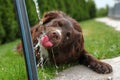 Funny thirsty dog drinking water