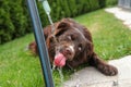 Funny thirsty dog drinking water