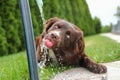 Funny thirsty dog drinking water