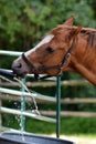 Funny horse drinking and playing with water as the water trough fills up