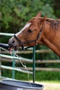 Funny horse drinking and playing with water as the water trough fills up