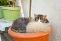 Funny three kitten brothers sleeping in the plant`s vase outdoor Royalty Free Stock Photo