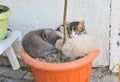 Funny three kitten brothers sleeping in the plant`s vase outdoor Royalty Free Stock Photo