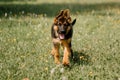 funny three-month-old German Shepherd puppy runs through a green field, ears house. Royalty Free Stock Photo