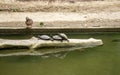 Three turtles have a threesome watched by a duck Royalty Free Stock Photo