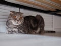 Funny tired adorable grey tabby scottish fold cat with amber eyes hiding under the bed and looking into camera Royalty Free Stock Photo