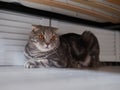 Funny tired adorable grey tabby scottish fold cat with amber eyes hiding under the bed and looking into camera