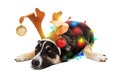 Funny Tired Dog Wrapped in Christmas Lights