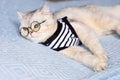 A tired British cat in a striped t-shirt and glasses lies on a blue knitted blanket. Royalty Free Stock Photo