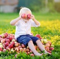 Funny toddler boy sitting on heap of apples and eating ripe apple in domestic garden Royalty Free Stock Photo