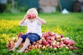 Funny toddler boy sitting on heap of apples and eating ripe apple in domestic garden Royalty Free Stock Photo