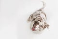 Funny top view studio portrait of the smiling puppy dog Austral Royalty Free Stock Photo
